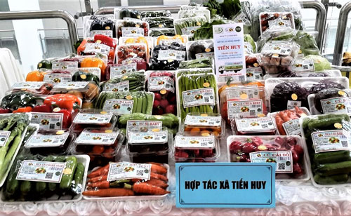 Vua rau sạch xứ sương mù - Ảnh 2. Vua rau sạch xứ sương mù - Ảnh 2.