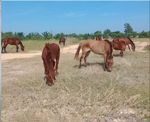 Hãy khám phá vô số sản phẩm hấp dẫn tại các chợ buôn lậu bậc nhất Việt Nam. Hình ảnh này sẽ khiến bạn thích thú với những món đồ xa xỉ, độc đáo và chất lượng cao được bán tại đó.