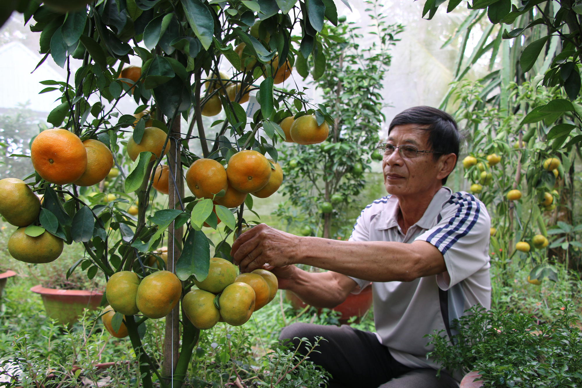 Nông dân thủ phủ quýt hồng Lai Vung tiết lộ niềm vui vụ Tết - Ảnh 16.