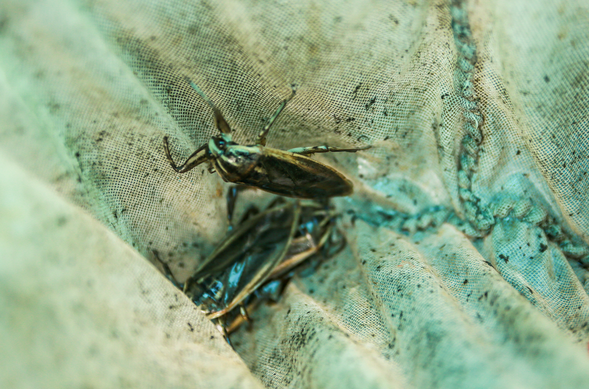 Trại côn trùng có mùi thơm ở miền Tây Nhàn nhã mà thu tiền khủng  Tin nổi  bật  Việt Giải Trí