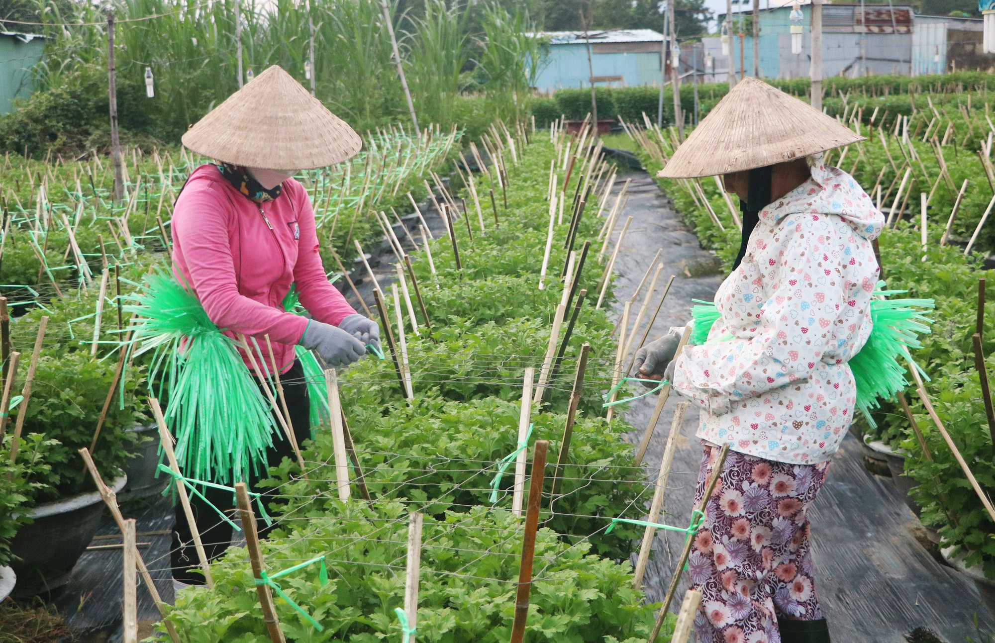 Thủ phủ hoa Tết Đà Nẵng “nín thở” chờ thương lái - Ảnh 6.