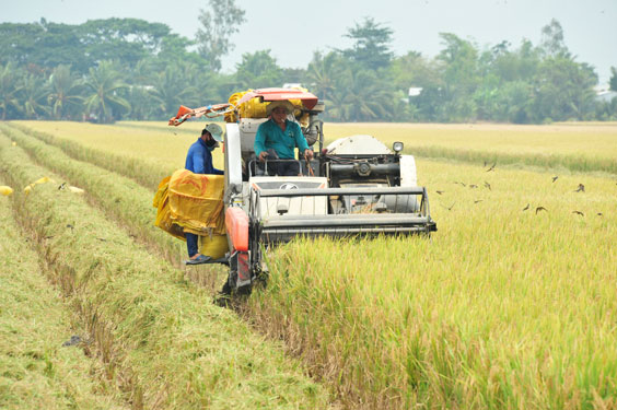 Doanh nghiệp - nông dân: Bắt tay cùng làm giàu - Ảnh 1.