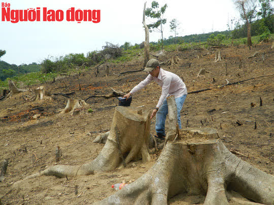 Yêu cầu làm rõ trách nhiệm vụ hàng chục cây rừng bị lâm tặc đốn hạ ở Quảng Trị - Ảnh 1.