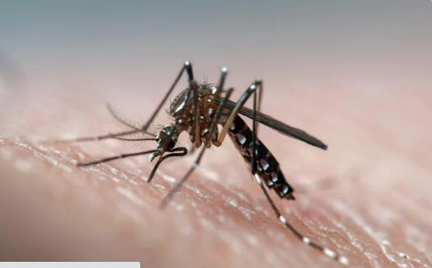 Dân Florida nổi nóng khi 750 triệu con muỗi biến đổi gien được thả - Báo Người lao động