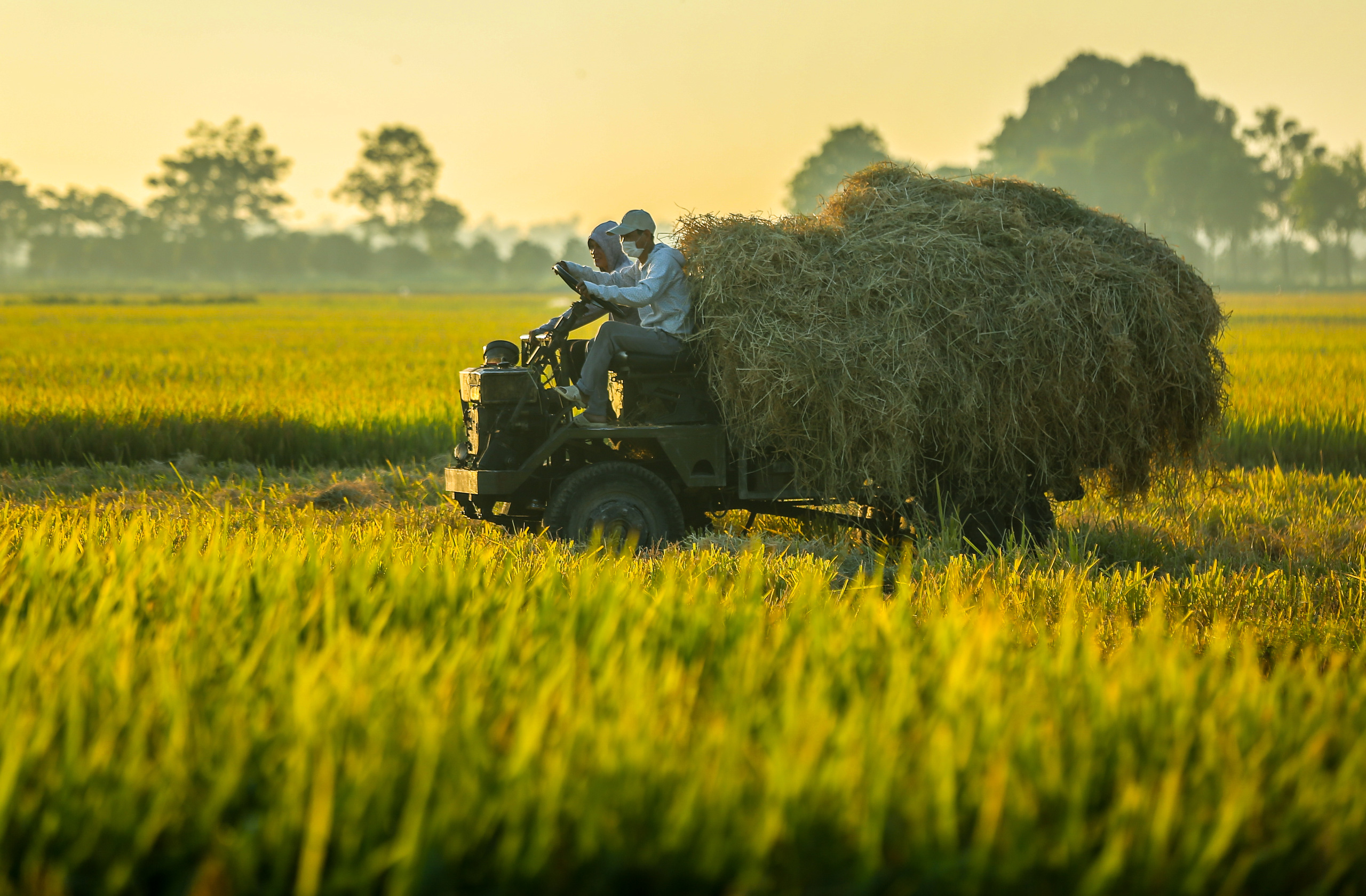 Cánh Đồng Lúa Chín Và Nền Trời Lúc Hoàng Hôn Hình ảnh Sẵn có  Tải xuống Hình  ảnh Ngay bây giờ  Gạo  Cây lương thực Gạo  Thực phẩm