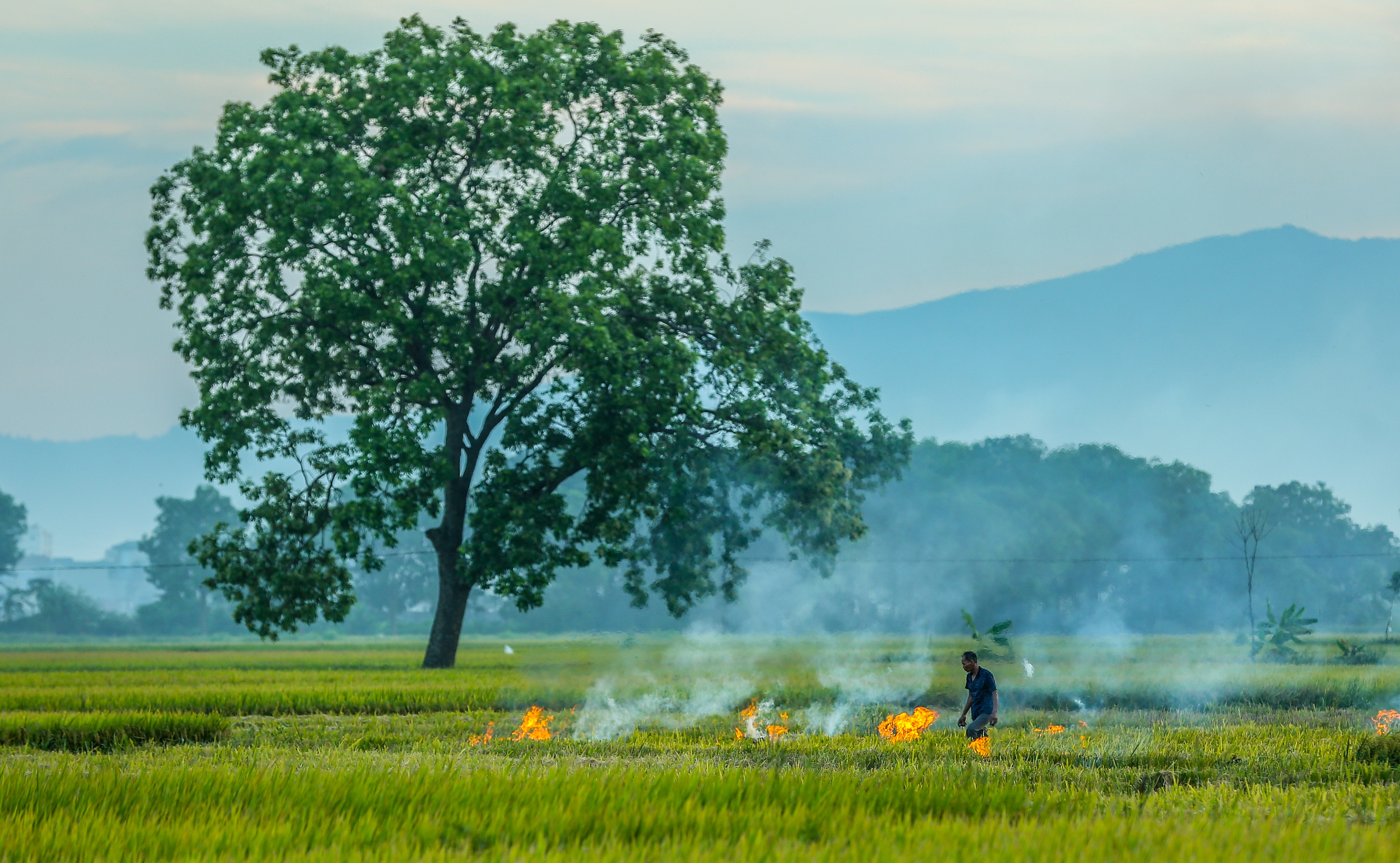 Ngỡ ngàng vẻ đẹp bình dị mùa lúa chín vùng ngoại ô Hà Nội - Ảnh 6.