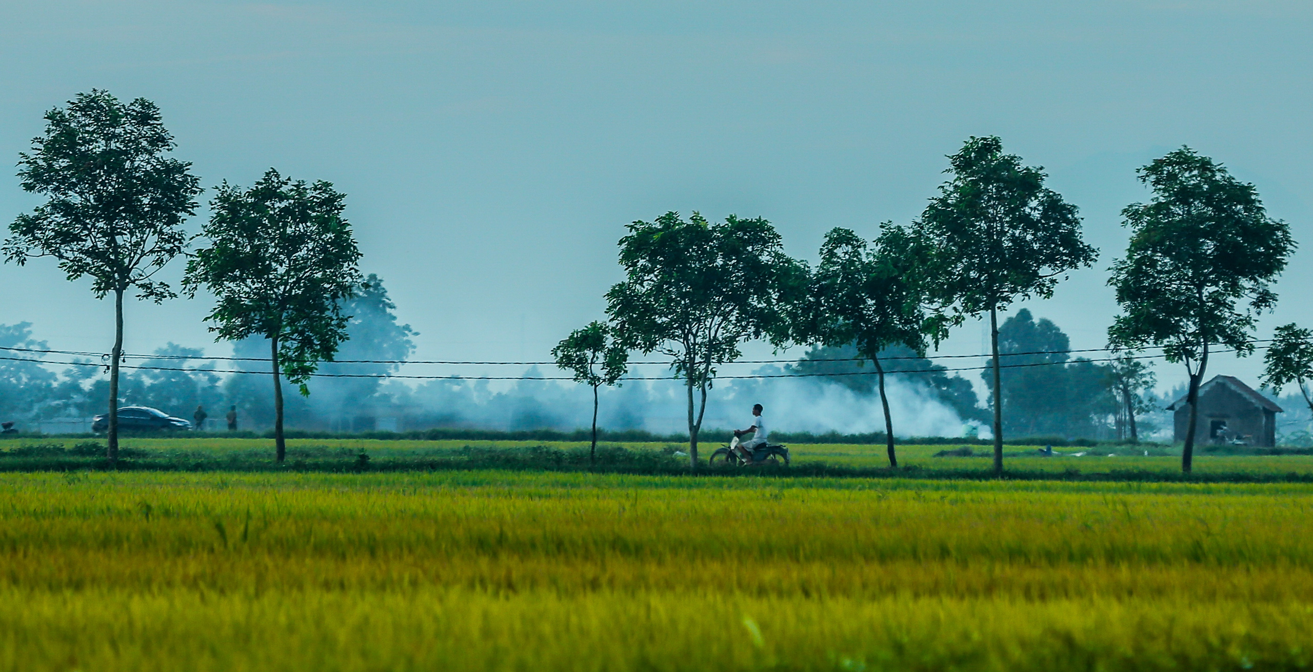 Chiêm ngưỡng những cánh đồng lúa chín đẹp nhất Việt Nam