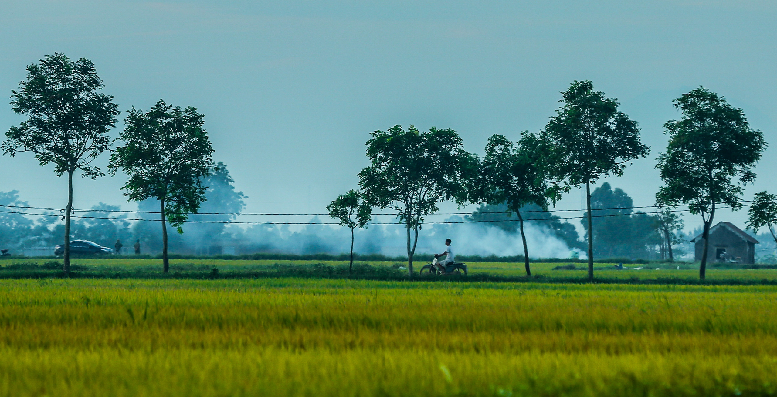 Ngỡ ngàng vẻ đẹp bình dị mùa lúa chín vùng ngoại ô Hà Nội - Ảnh 3.