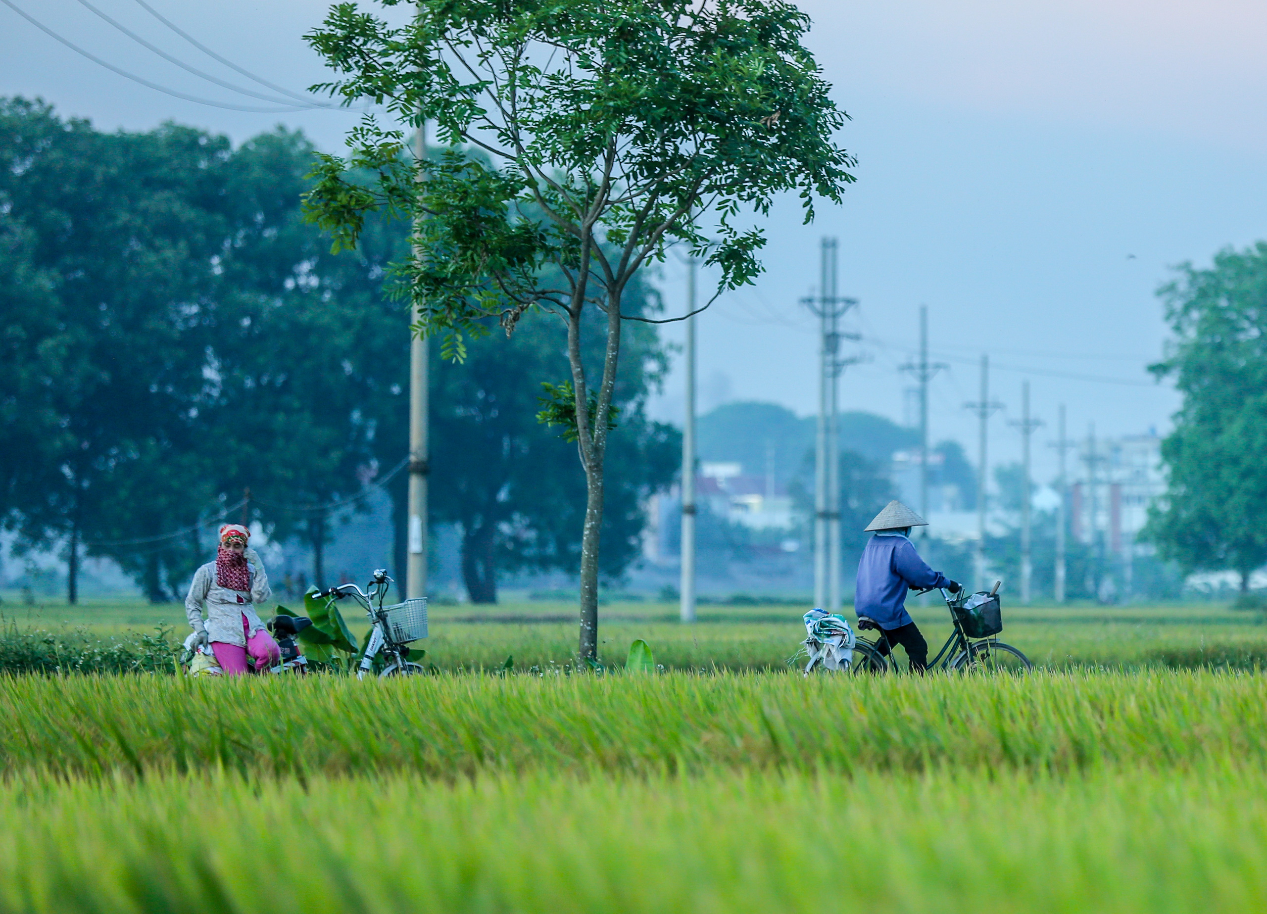 Ngỡ ngàng vẻ đẹp bình dị mùa lúa chín vùng ngoại ô Hà Nội - Ảnh 10.