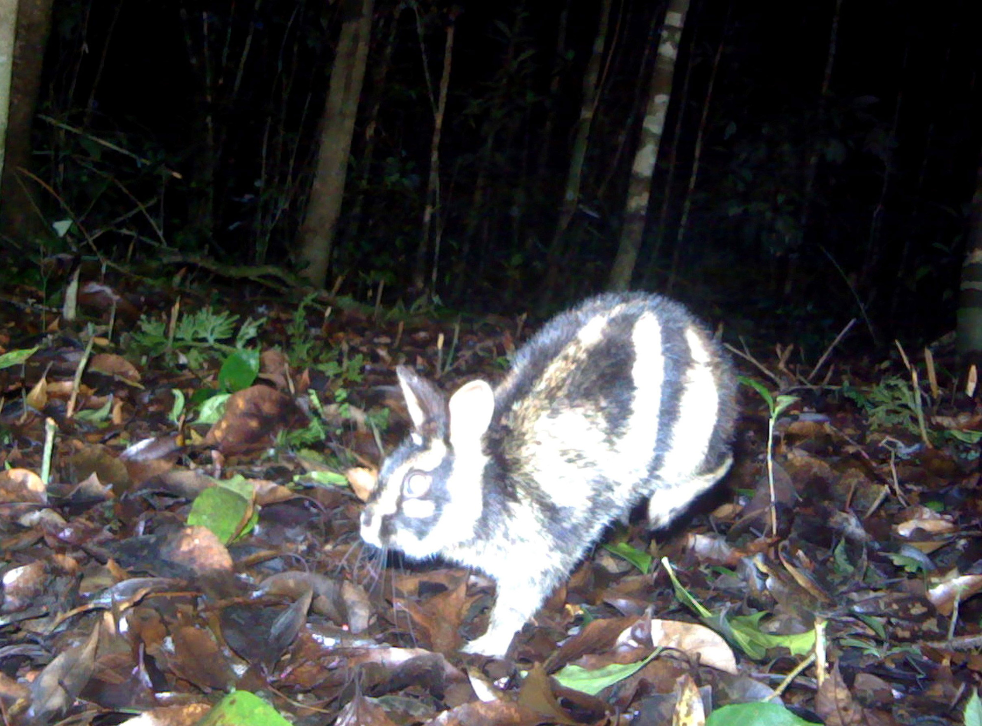 Thỏ vằn bất ngờ xuất hiện ở L&acirc;m Đồng - Ảnh 1.