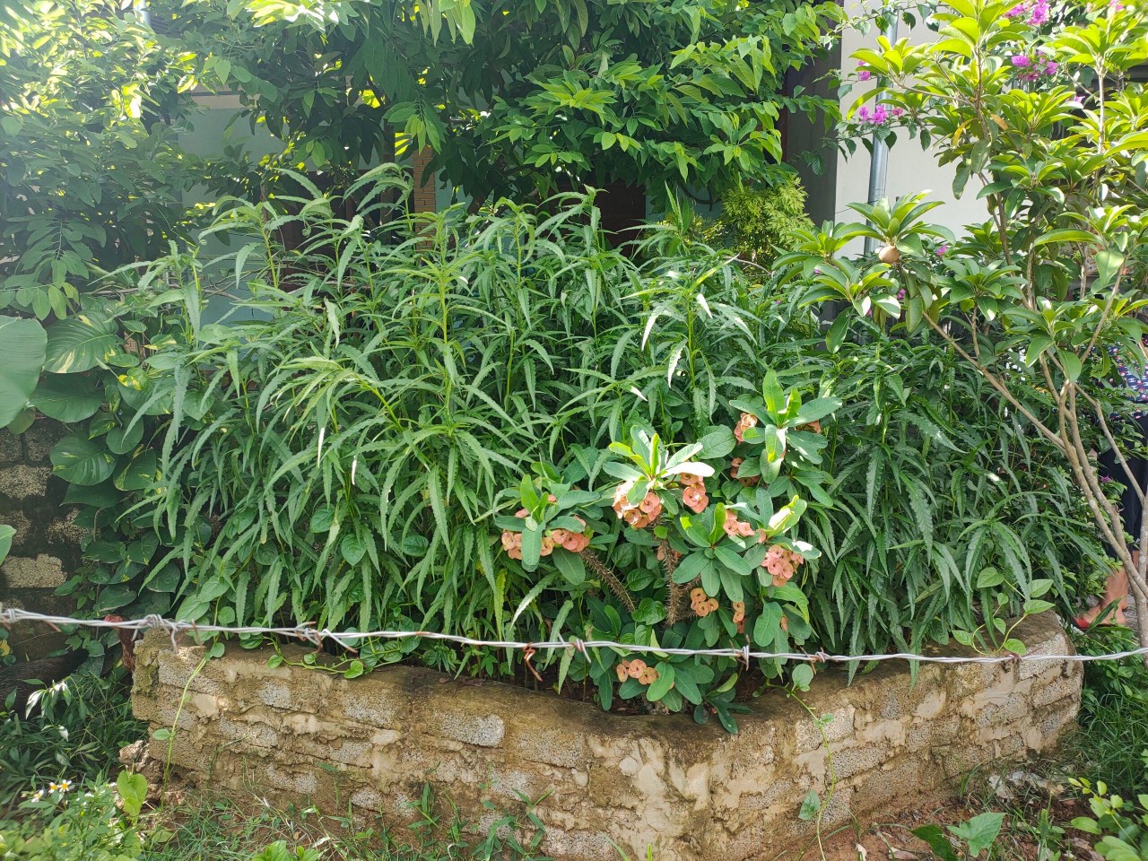 Một hộ dân trồng cả trăm cây cần sa trong vườn nhà - Báo Người lao ...