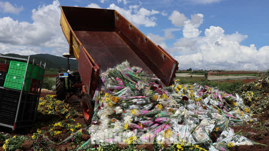 Hàng vạn cành hoa Đà Lạt xuất khẩu sang Úc buộc phải tiêu hủy - Ảnh 5.