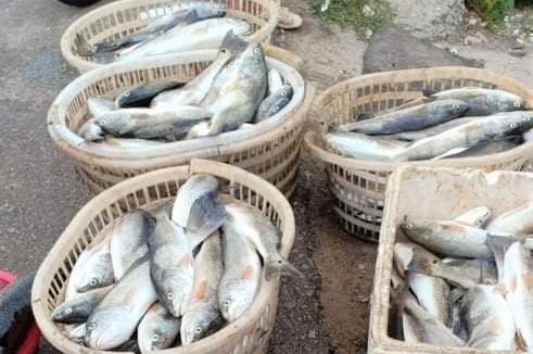 Hàng chục tấn cá lồng chết bất thường ở Thanh Hóa - Ảnh 1.