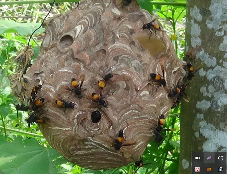 Hình ảnh về ong đốt đầy màu sắc và sinh động sẽ khiến bạn muốn khám phá thêm về loài côn trùng này.