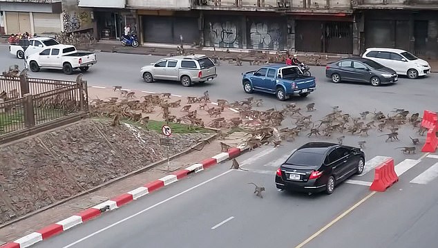 Thái Lan: Tài xế sốc trước hàng trăm con khỉ ẩu đả giữa đường - Ảnh 3.