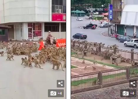 Thái Lan: Tài xế sốc trước hàng trăm con khỉ ẩu đả giữa đường - Ảnh 4.