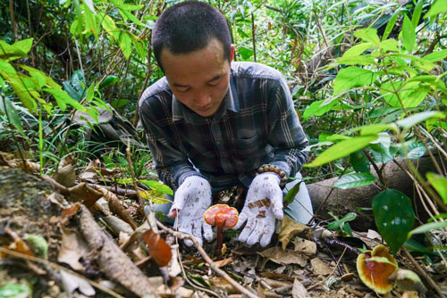 Linh nấm thuần chủng thành công nấm lim rừng - Ảnh 2.