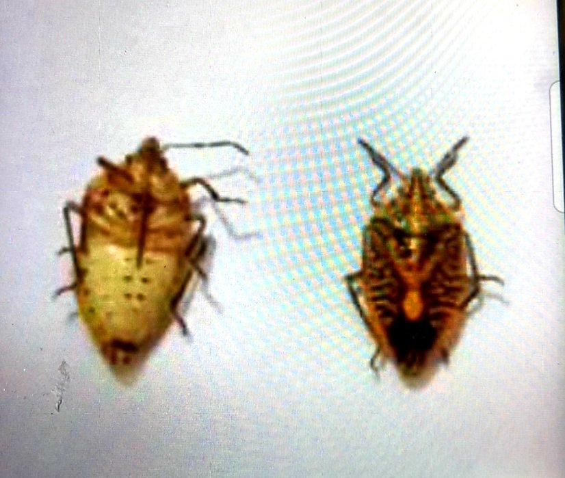 Cả nhà bị ngộ độc do ăn bọ xít có màu sắc lạ - Ảnh 1. Cả nhà bị ngộ độc do ăn bọ xít có màu sắc lạ - Ảnh 1.