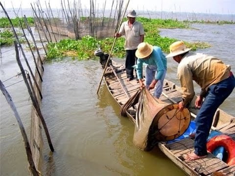 Cá linh, cá của hồn quê... - Ảnh 3.