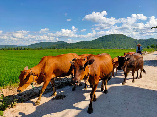 Những vùng đất hồi sinh sau bão lũ (*): Điều kỳ diệu sau đại hồng thủy - Ảnh 2. Những vùng đất hồi sinh sau bão lũ (*): Điều kỳ diệu sau đại hồng thủy - Ảnh 2.