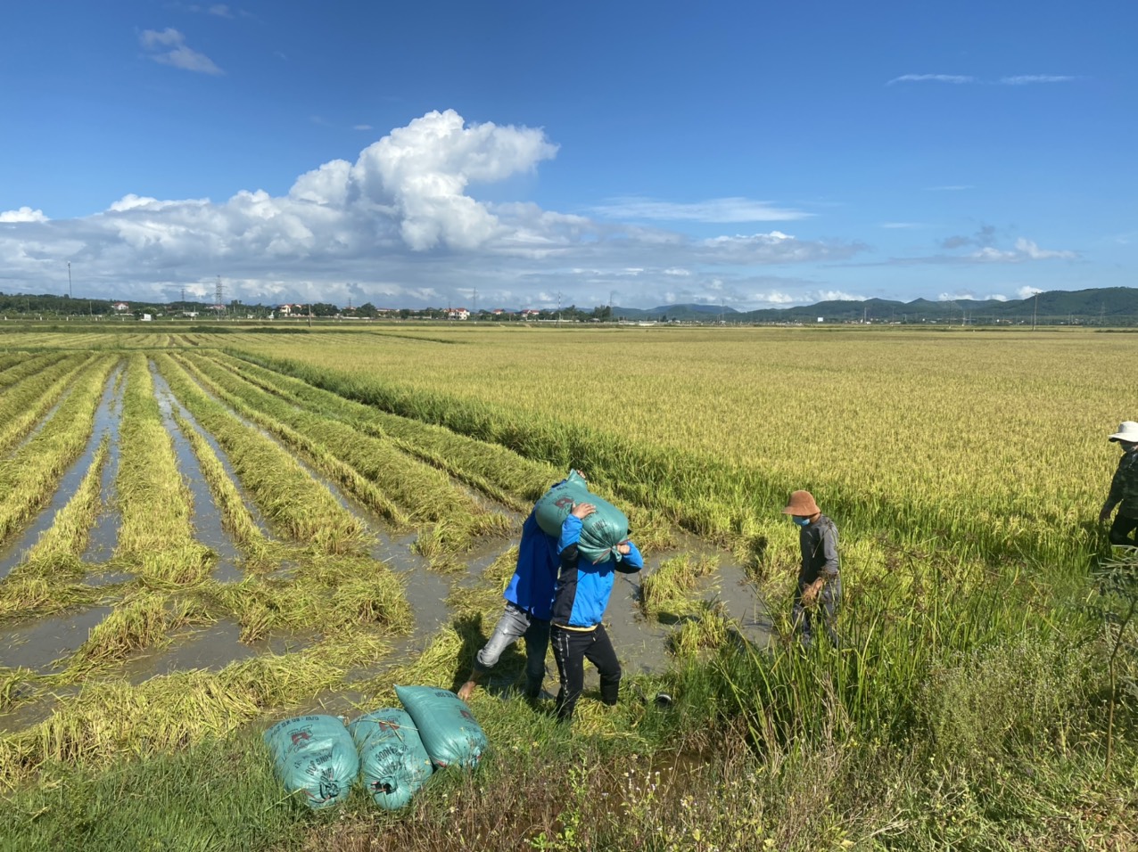 Biệt đội áo xanh tình nguyện gặt lúa giúp dân vùng giãn cách  - Ảnh 3.