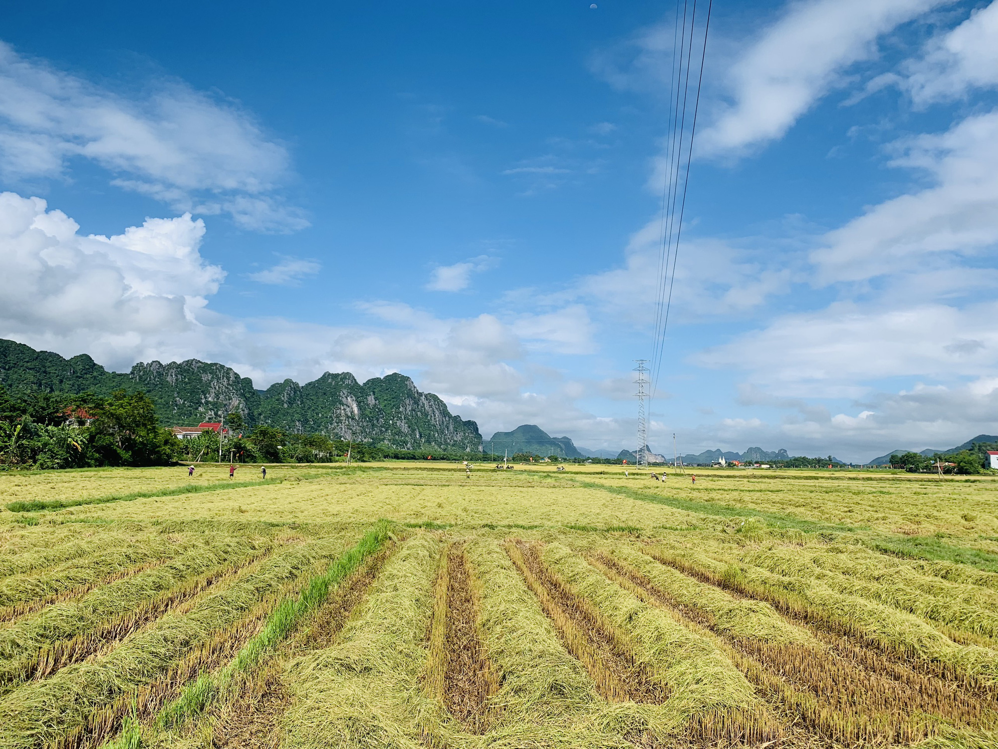 Biệt đội áo xanh tình nguyện gặt lúa giúp dân vùng giãn cách  - Ảnh 9.