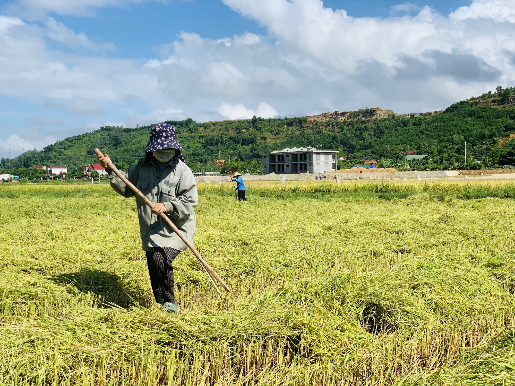Biệt đội áo xanh tình nguyện gặt lúa giúp dân vùng giãn cách - Ảnh 11.