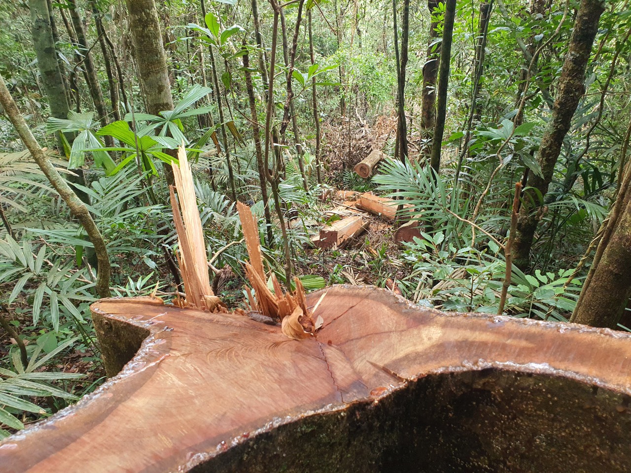 Cận cảnh tàn phá rừng nghiêm trọng ở Đắk Lắk - Ảnh 1.