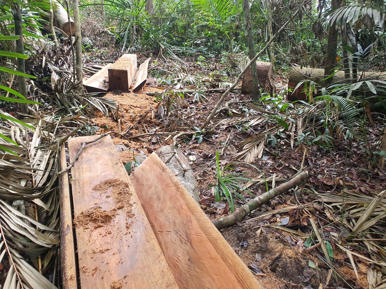 Cận cảnh tàn phá rừng nghiêm trọng ở Đắk Lắk - Ảnh 2.