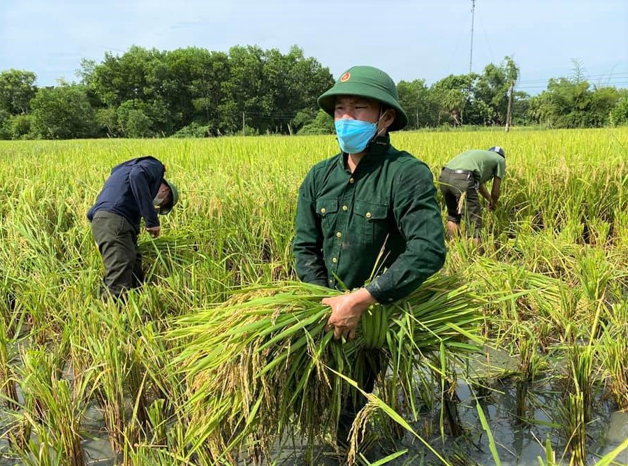 Bí thư huyện ở Thanh Hóa xuống đồng giúp dân gặt lúa chạy bão số 5 - Ảnh 14.
