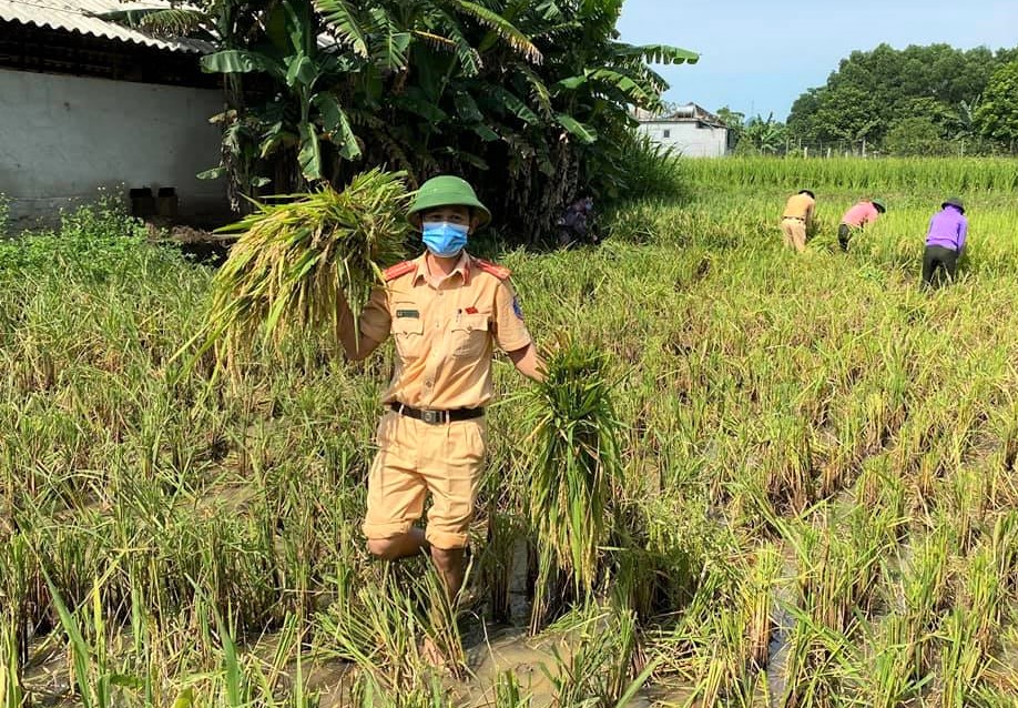 Bí thư huyện ở Thanh Hóa xuống đồng giúp dân gặt lúa chạy bão số 5 - Ảnh 10.