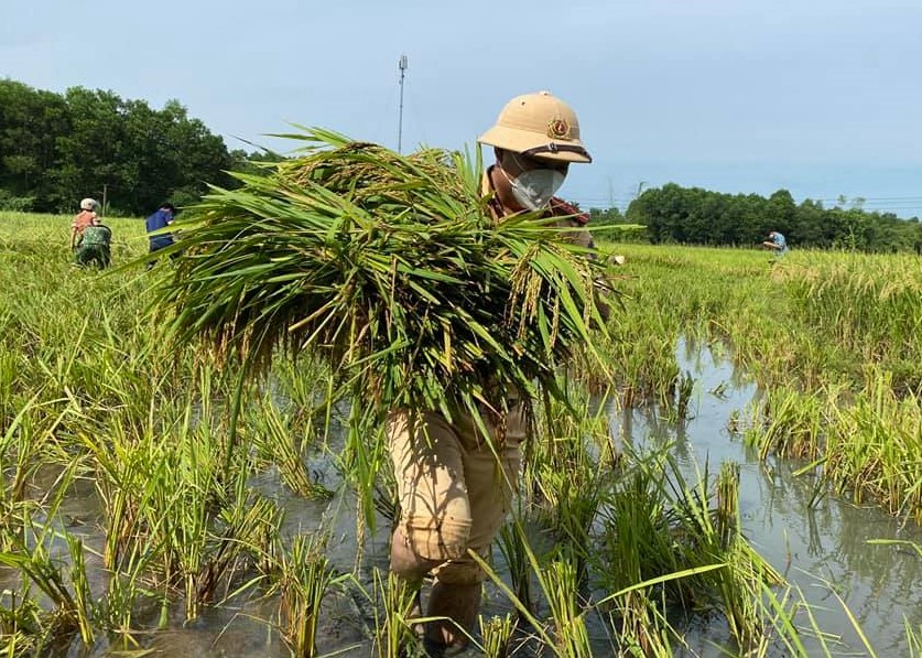 Bí thư huyện ở Thanh Hóa xuống đồng giúp dân gặt lúa chạy bão số 5 - Ảnh 11.