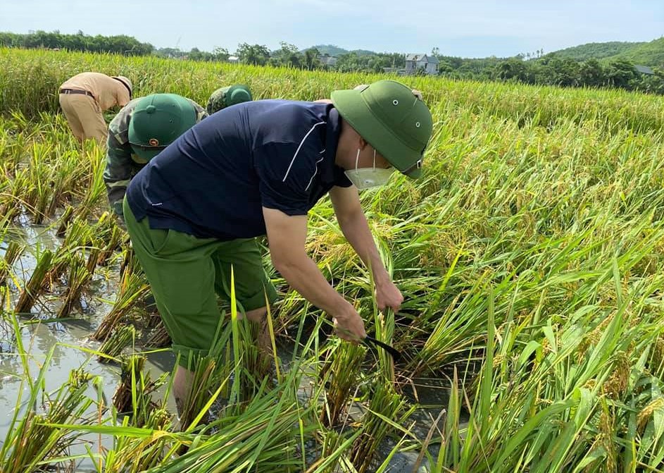 Bí thư huyện ở Thanh Hóa xuống đồng giúp dân gặt lúa chạy bão số 5 - Ảnh 15.