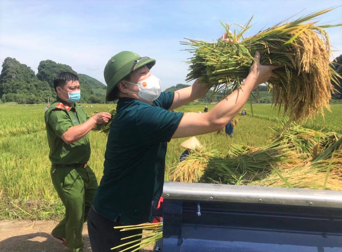 Bí thư huyện ở Thanh Hóa xuống đồng giúp dân gặt lúa chạy bão số 5 - Ảnh 6.