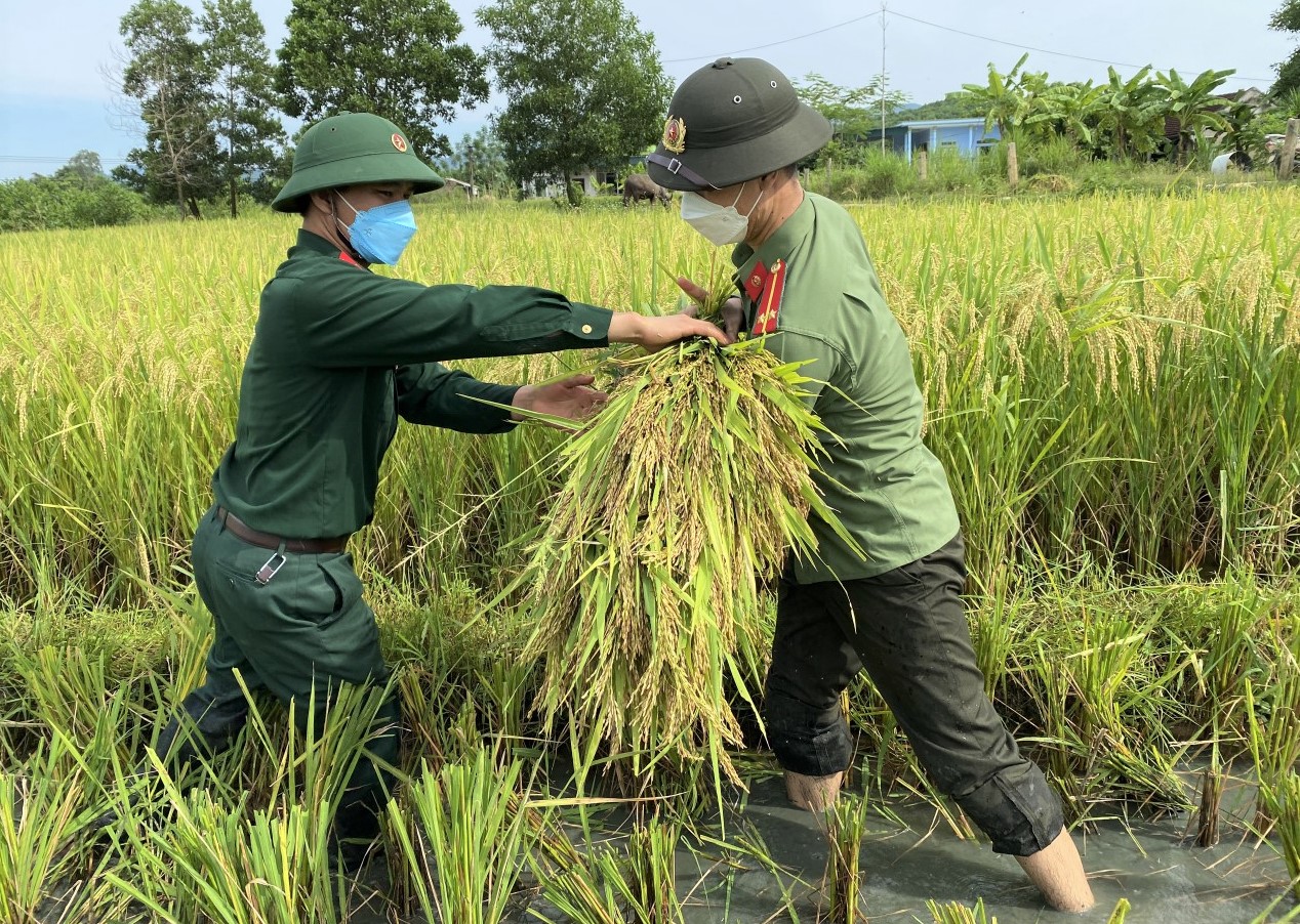 Bí thư huyện ở Thanh Hóa xuống đồng giúp dân gặt lúa chạy bão số 5 - Ảnh 13.