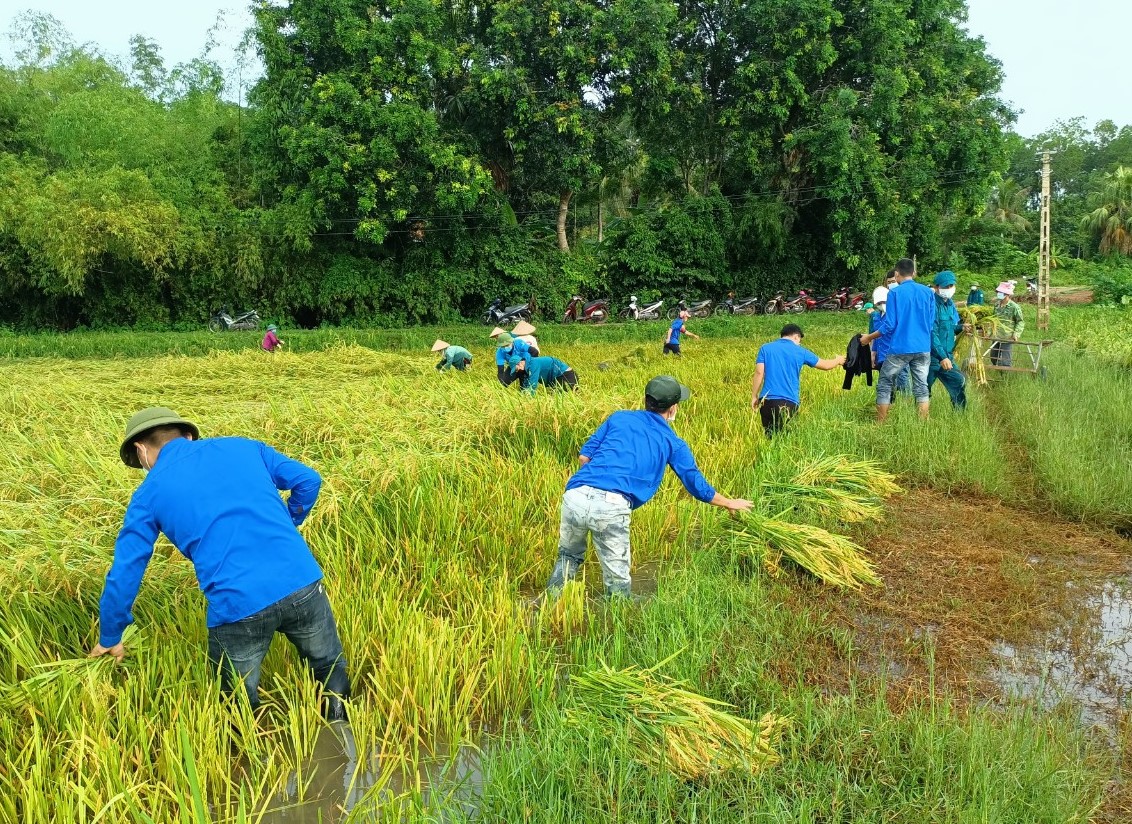 Bí thư huyện ở Thanh Hóa xuống đồng giúp dân gặt lúa chạy bão số 5 - Ảnh 8.