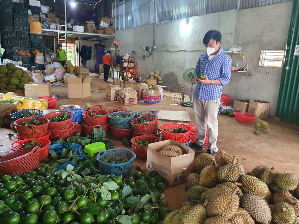 Nông dân lo lắng vì yêu cầu tạm dừng mua bán sầu riêng, bơ khi đang thu hoạch - Ảnh 1. Nông dân lo lắng vì yêu cầu tạm dừng mua bán sầu riêng, bơ khi đang thu hoạch - Ảnh 1.