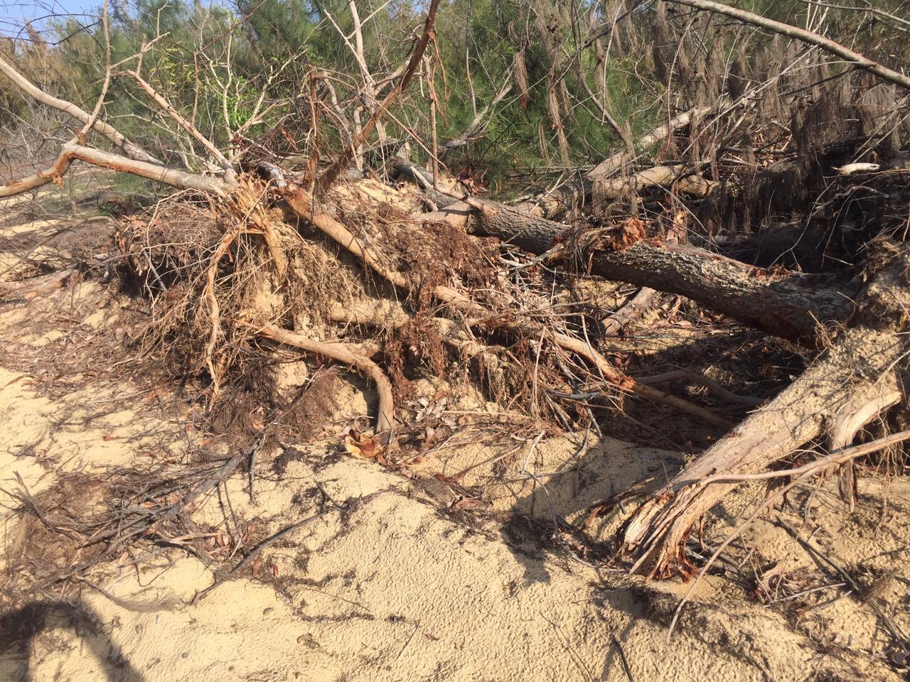 Tình tiết bất ngờ vụ phá “nhầm” 5,26 ha rừng phòng hộ ven biển Bình Định - Ảnh 1.