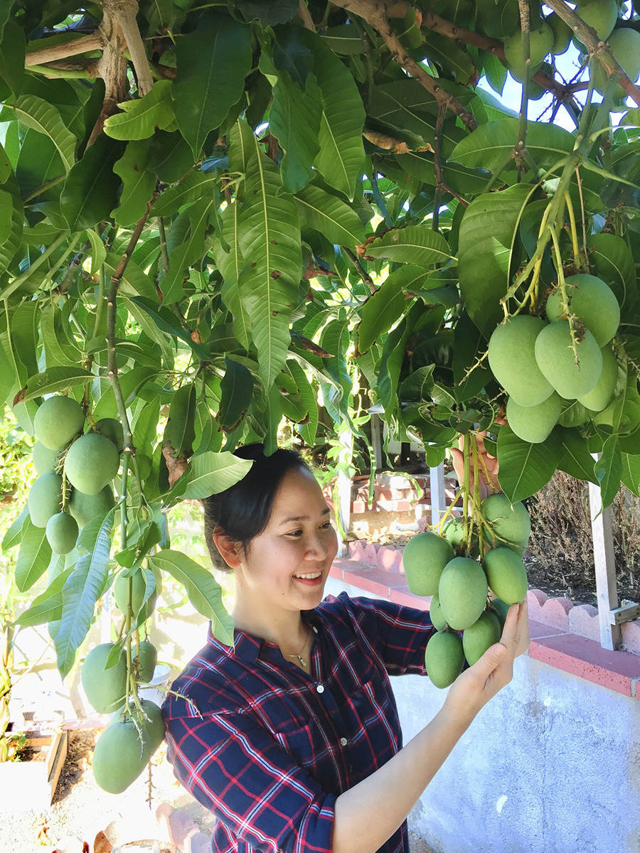 Khu vườn toàn rau trái Việt trên đất Mỹ