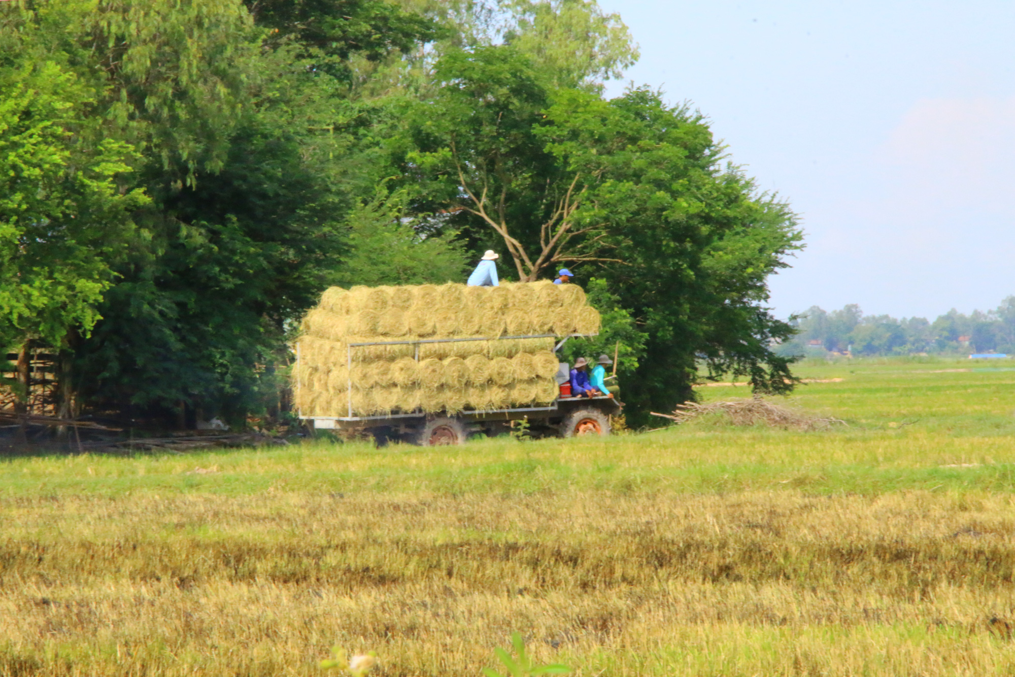 Thu lợi từ rơm rạ - Ảnh 2.