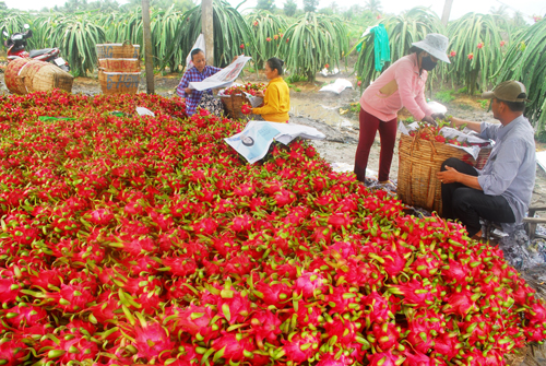 Cấp bách tìm lối ra cho nông sản - Ảnh 2.