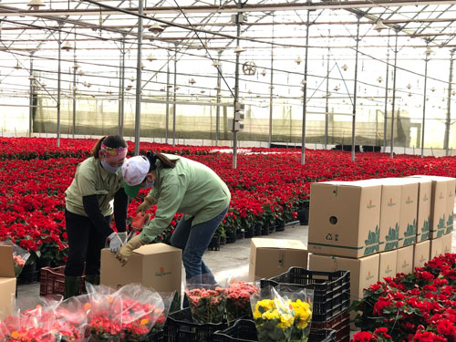 Dalat Hasfarm tăng 20% sản lượng hoa Tết - Ảnh 1.