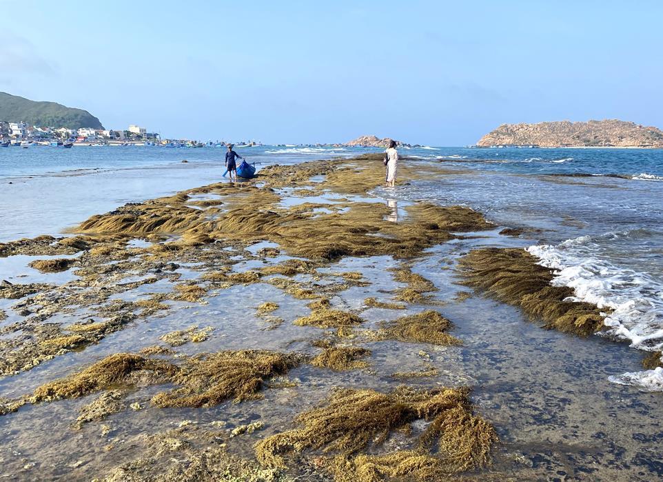 tour quy nhơn phú yên tour quy nhơn phú yên