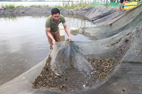 Nỗ lực giữ gìn đặc sản cá bống sông Trà - Ảnh 1.