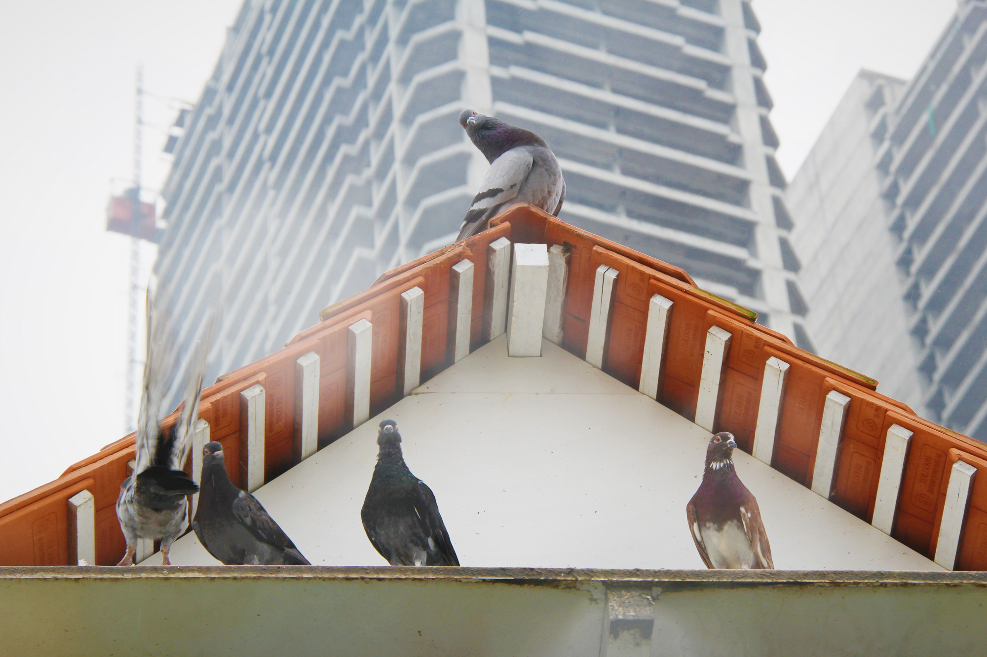 “Cha nuôi” của hơn 1.000 cánh chim bồ câu tại Đà Nẵng - Ảnh 3.