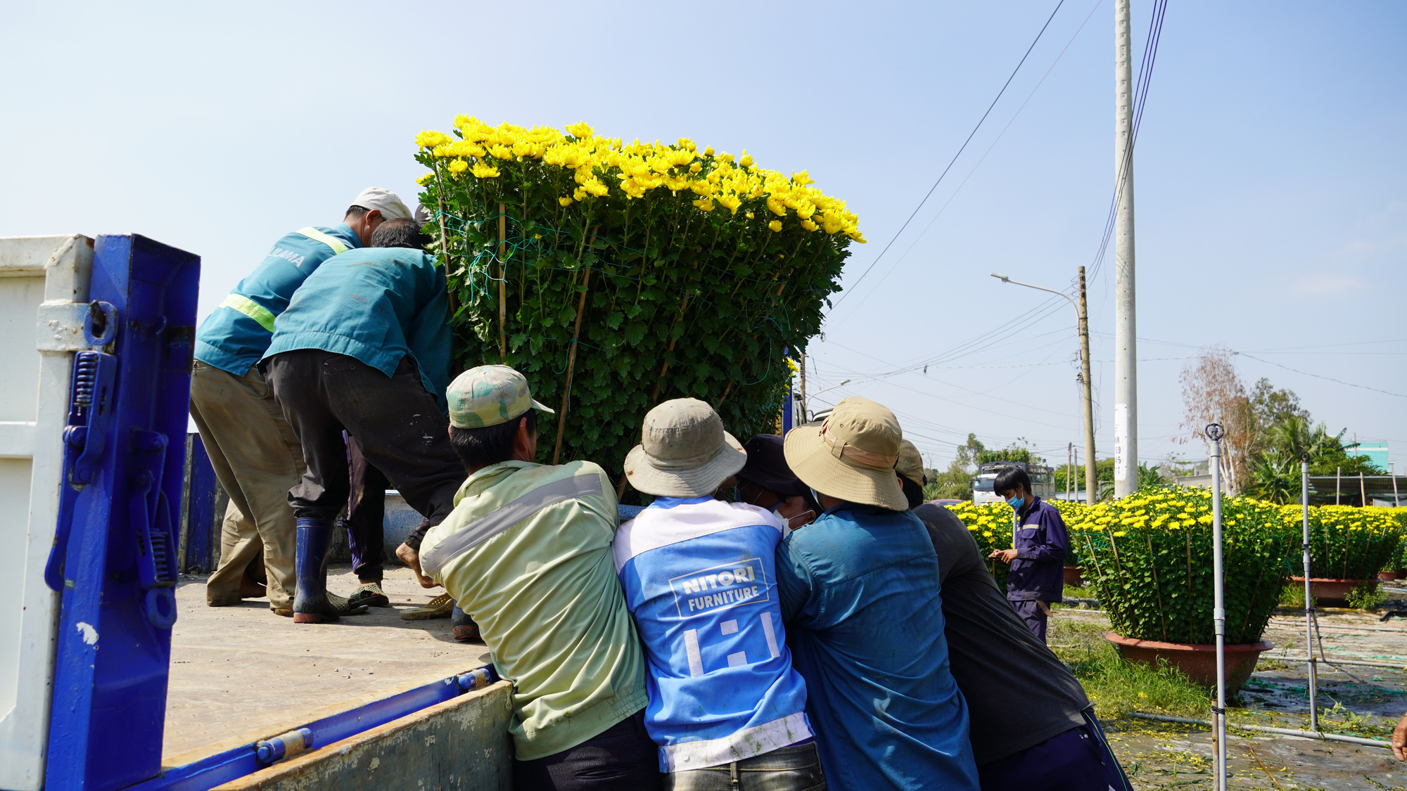 Ghé thăm 2 làng hoa lớn nhất Bà Rịa - Vũng Tàu - Ảnh 6.