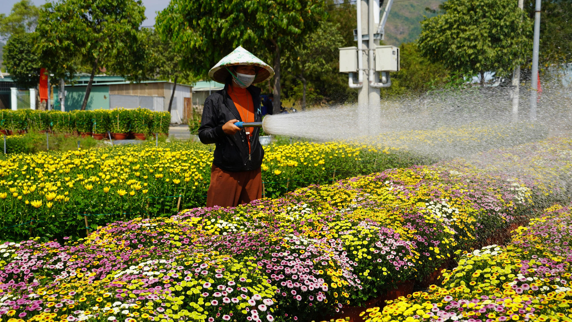 Ghé thăm 2 làng hoa lớn nhất Bà Rịa - Vũng Tàu - Ảnh 1.