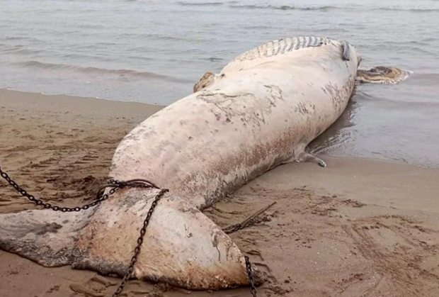 Xác cá voi hơn 10 tấn mất đầu trôi dạt vào bờ biển - Ảnh 2.