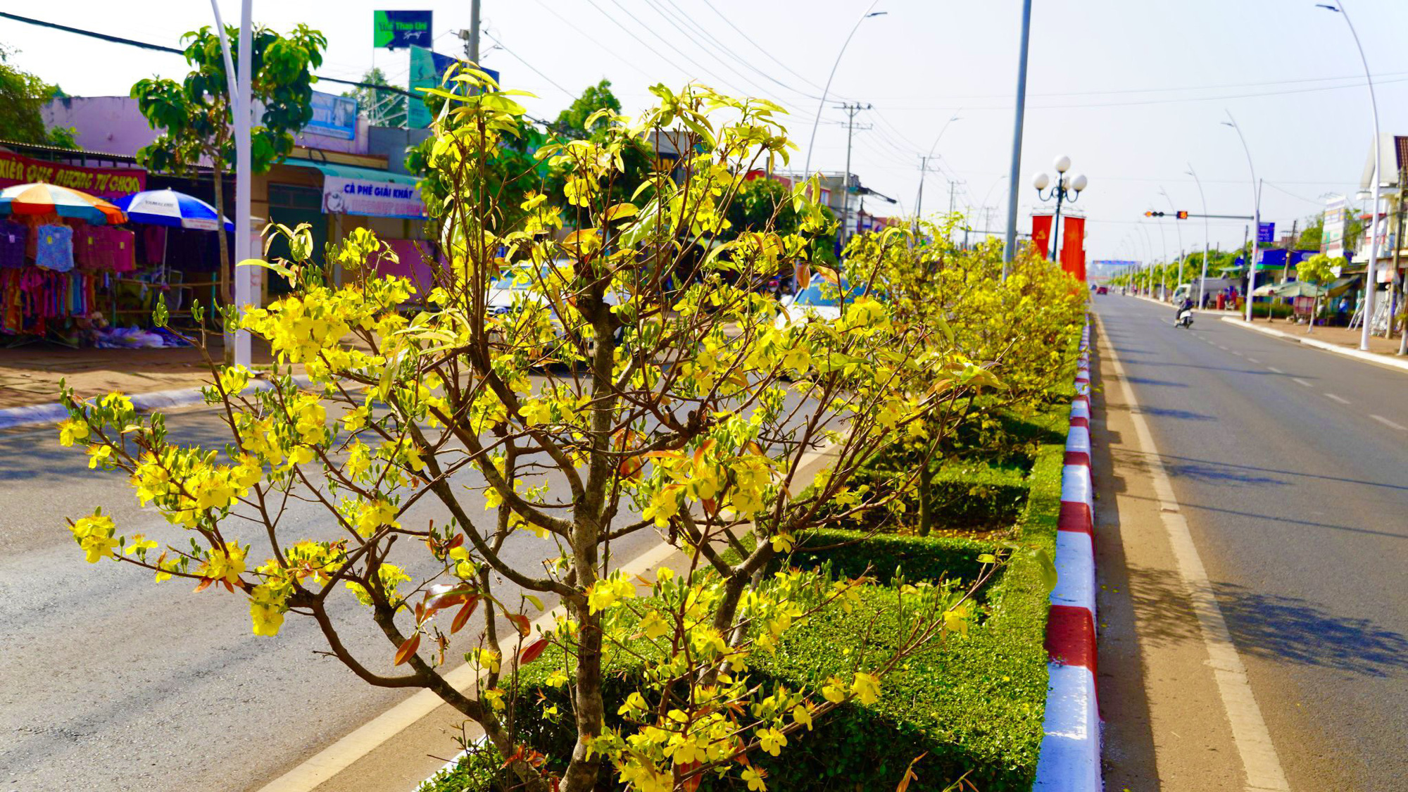 Tuyến đường hoa mai: Dạo bước trên Tuyến đường Hoa Mai là một trải nghiệm tuyệt vời trong mùa xuân. Cả một con đường được trang trí đầy màu sắc với những cành Mai đang nở rộ, tạo nên một không gian vô cùng thơ mộng và tuyệt đẹp.