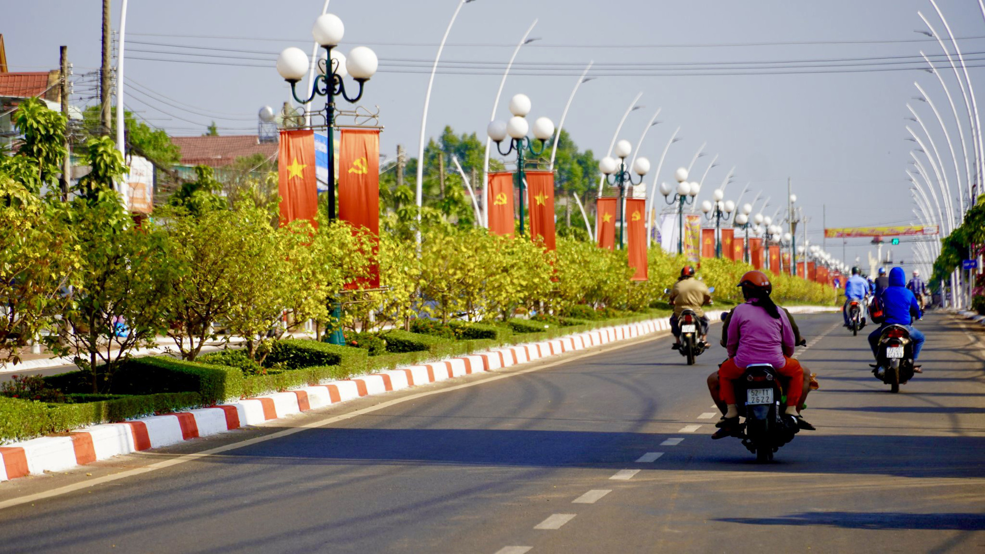 Độc đáo 900 cây mai làm giải phân cách trên quốc lộ 56 - Ảnh 1.